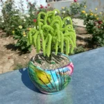 ماکت بونسای رومیزی مدل مجنون با سفال رنگارنگ